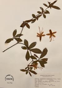 Rhododendron calendulaceum image