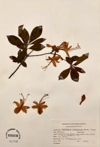 Rhododendron calendulaceum image