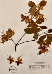 Rhododendron calendulaceum image