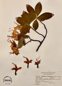 Rhododendron calendulaceum image