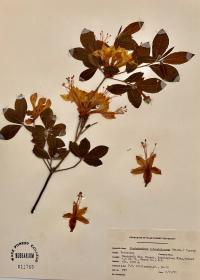 Rhododendron calendulaceum image