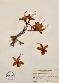 Rhododendron calendulaceum image