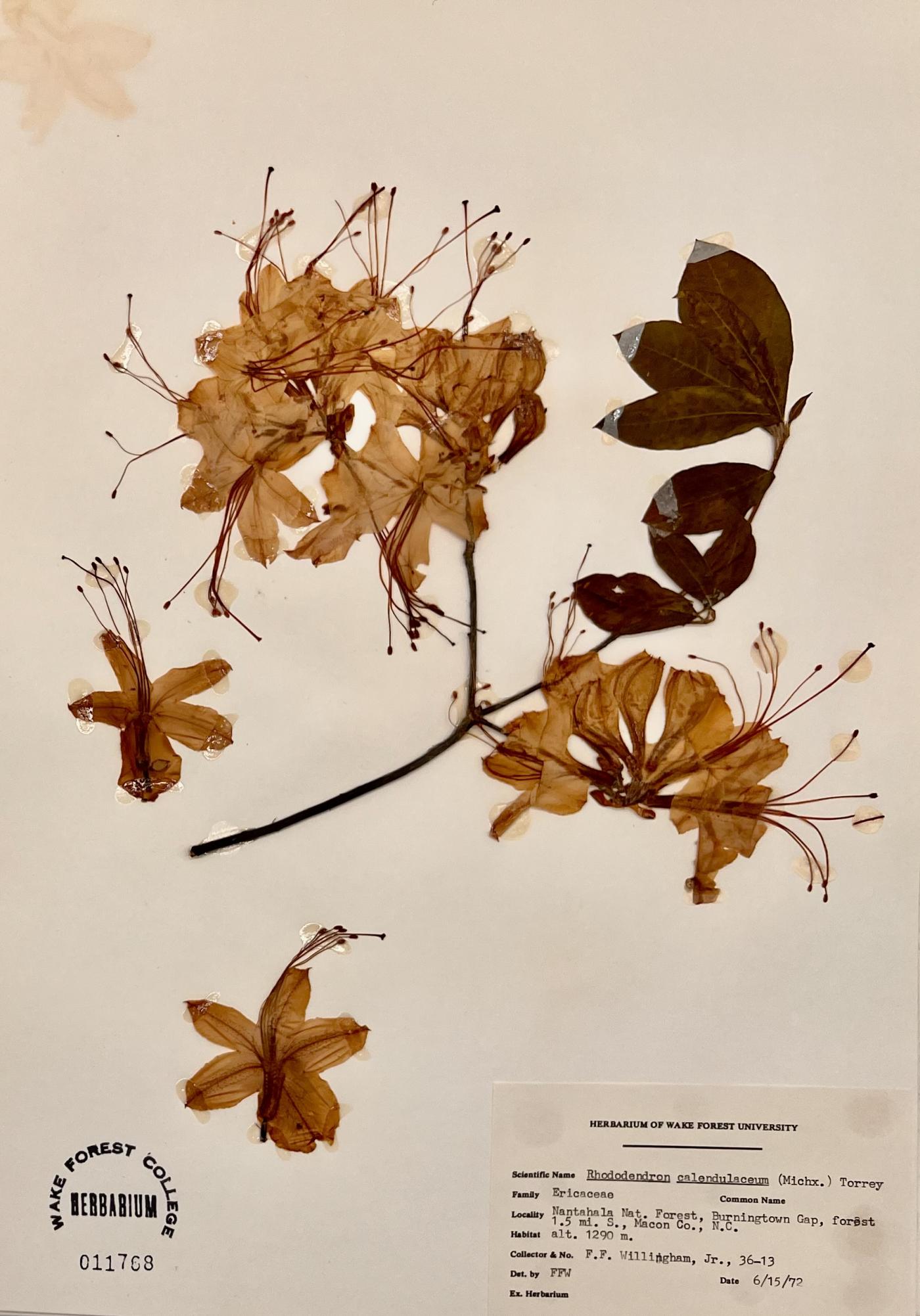 Rhododendron calendulaceum image