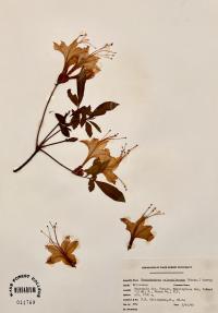 Rhododendron calendulaceum image