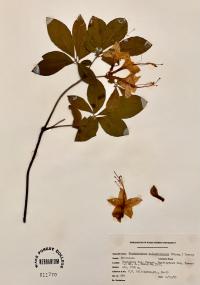 Rhododendron calendulaceum image