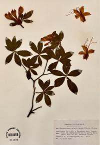 Rhododendron calendulaceum image