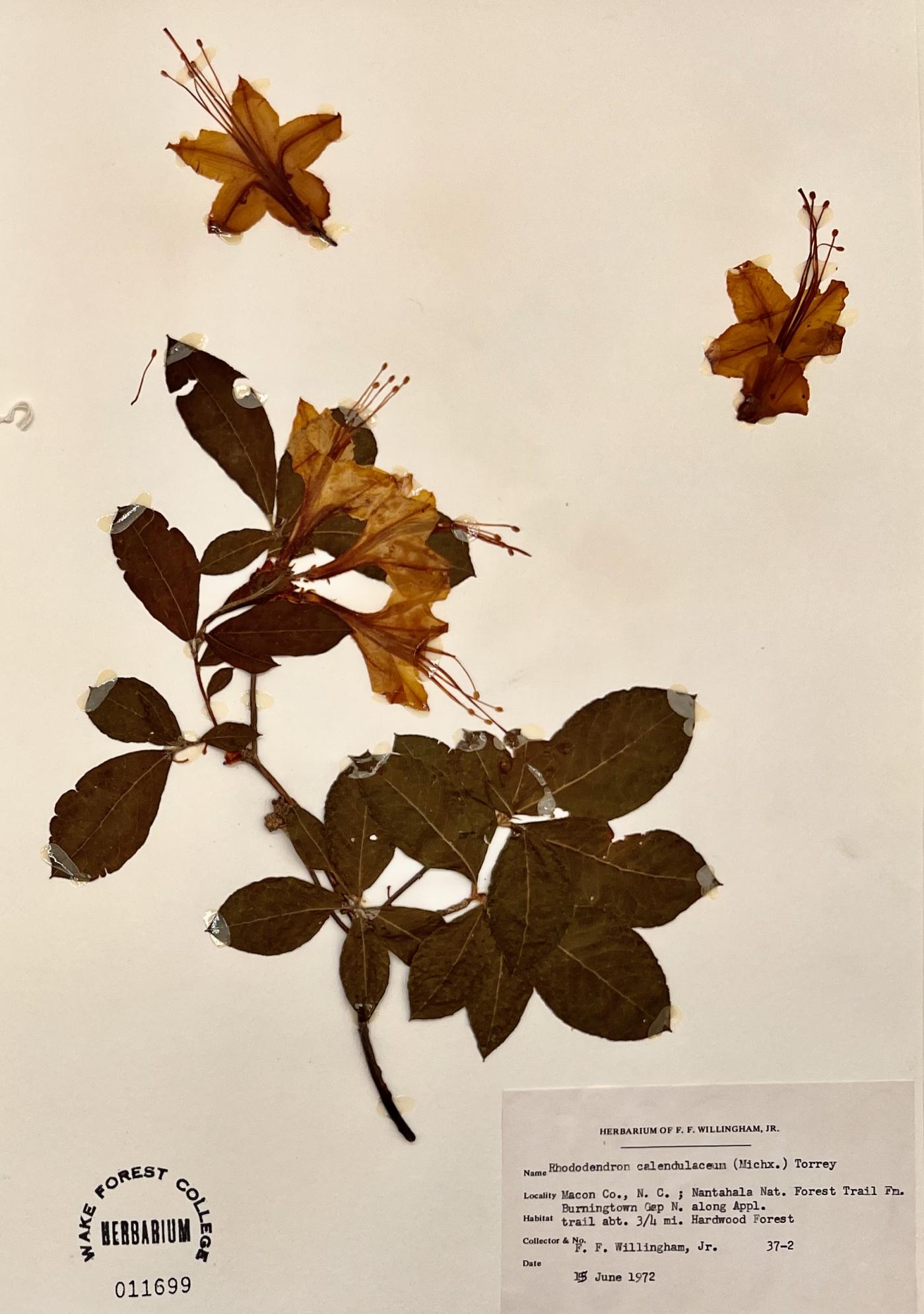 Rhododendron calendulaceum image