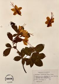 Rhododendron calendulaceum image