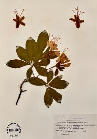 Rhododendron calendulaceum image