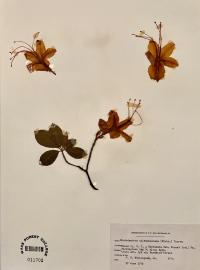 Rhododendron calendulaceum image