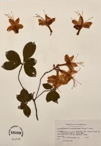 Rhododendron calendulaceum image