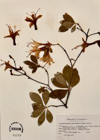 Rhododendron arborescens image