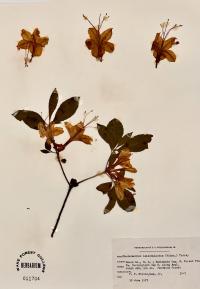 Rhododendron calendulaceum image