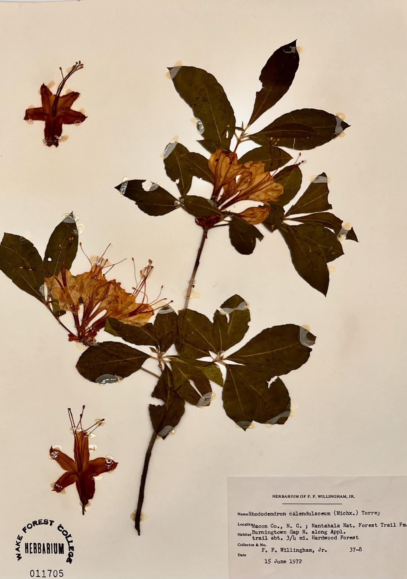 Rhododendron calendulaceum image
