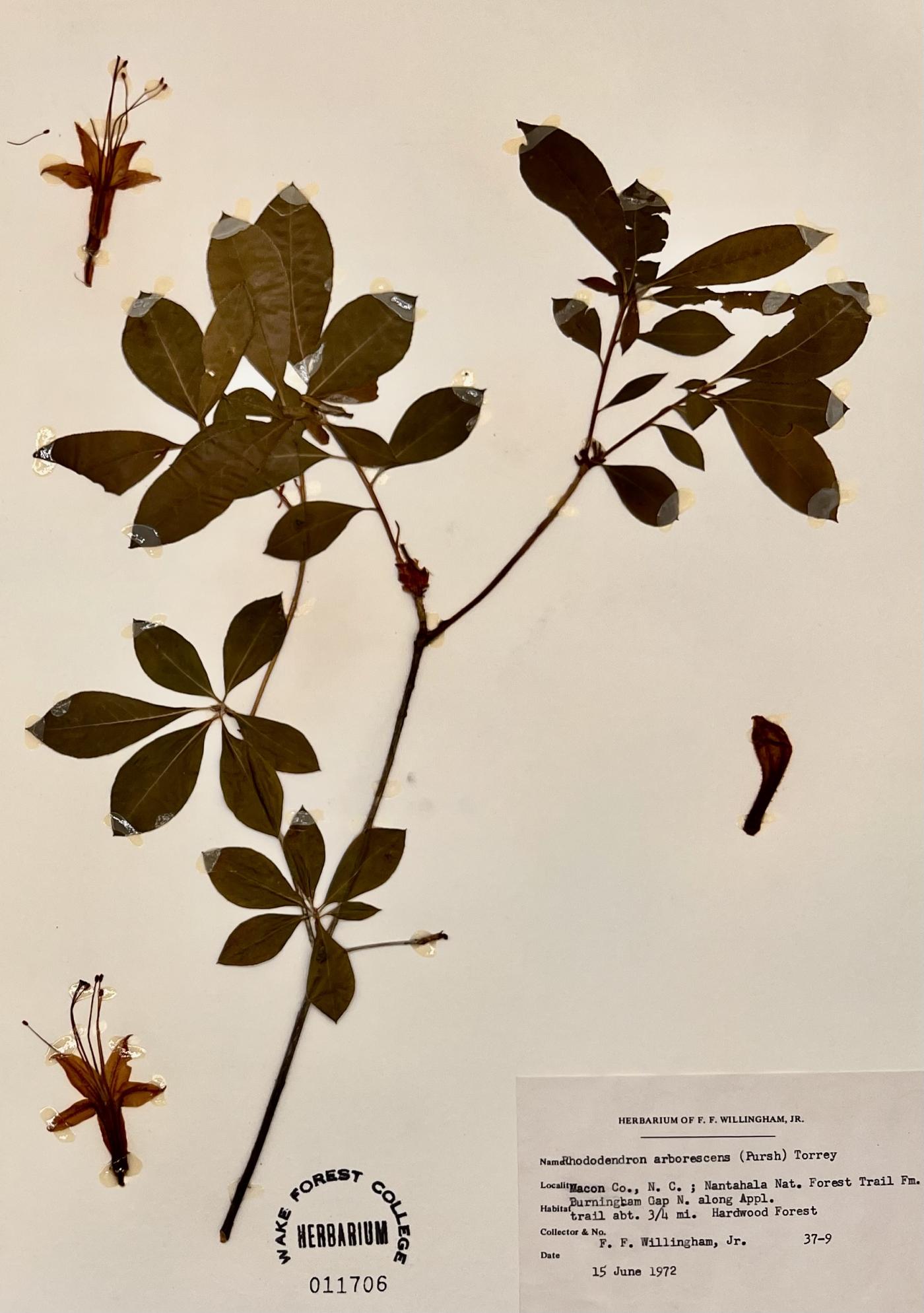 Rhododendron arborescens image