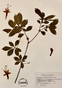 Rhododendron arborescens image