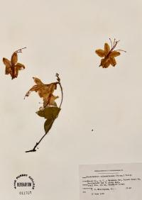 Rhododendron calendulaceum image