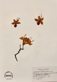 Rhododendron calendulaceum image