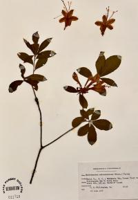 Rhododendron calendulaceum image