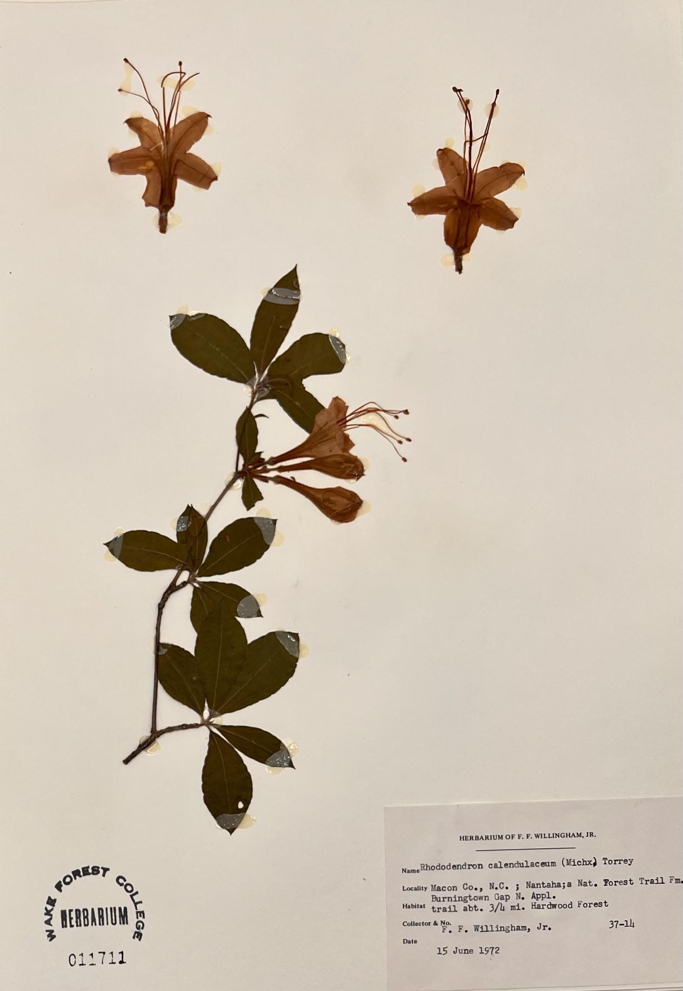 Rhododendron calendulaceum image