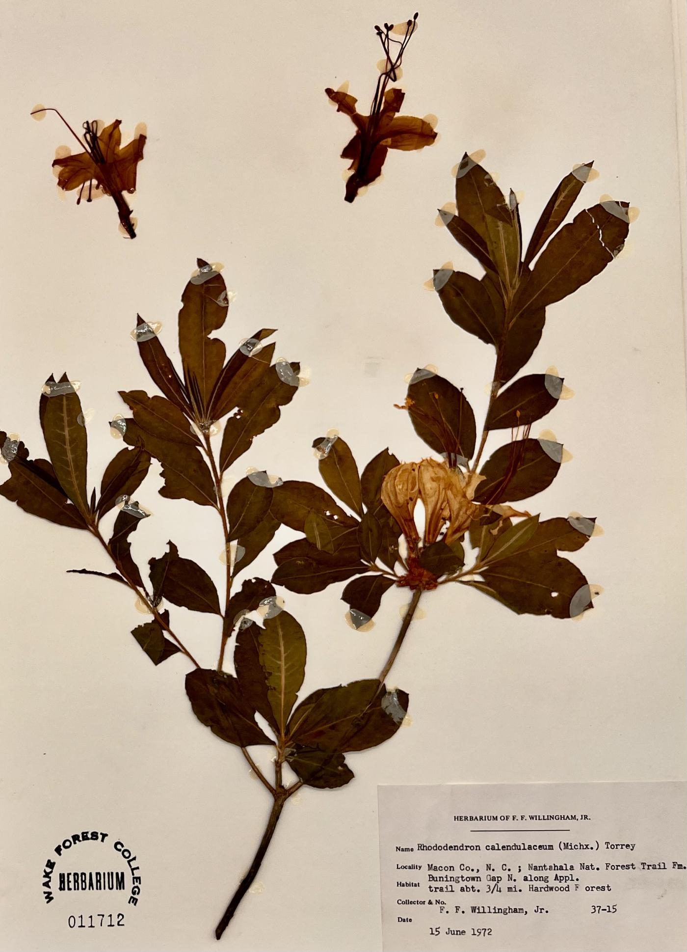 Rhododendron calendulaceum image