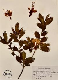 Rhododendron calendulaceum image
