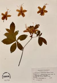 Rhododendron calendulaceum image