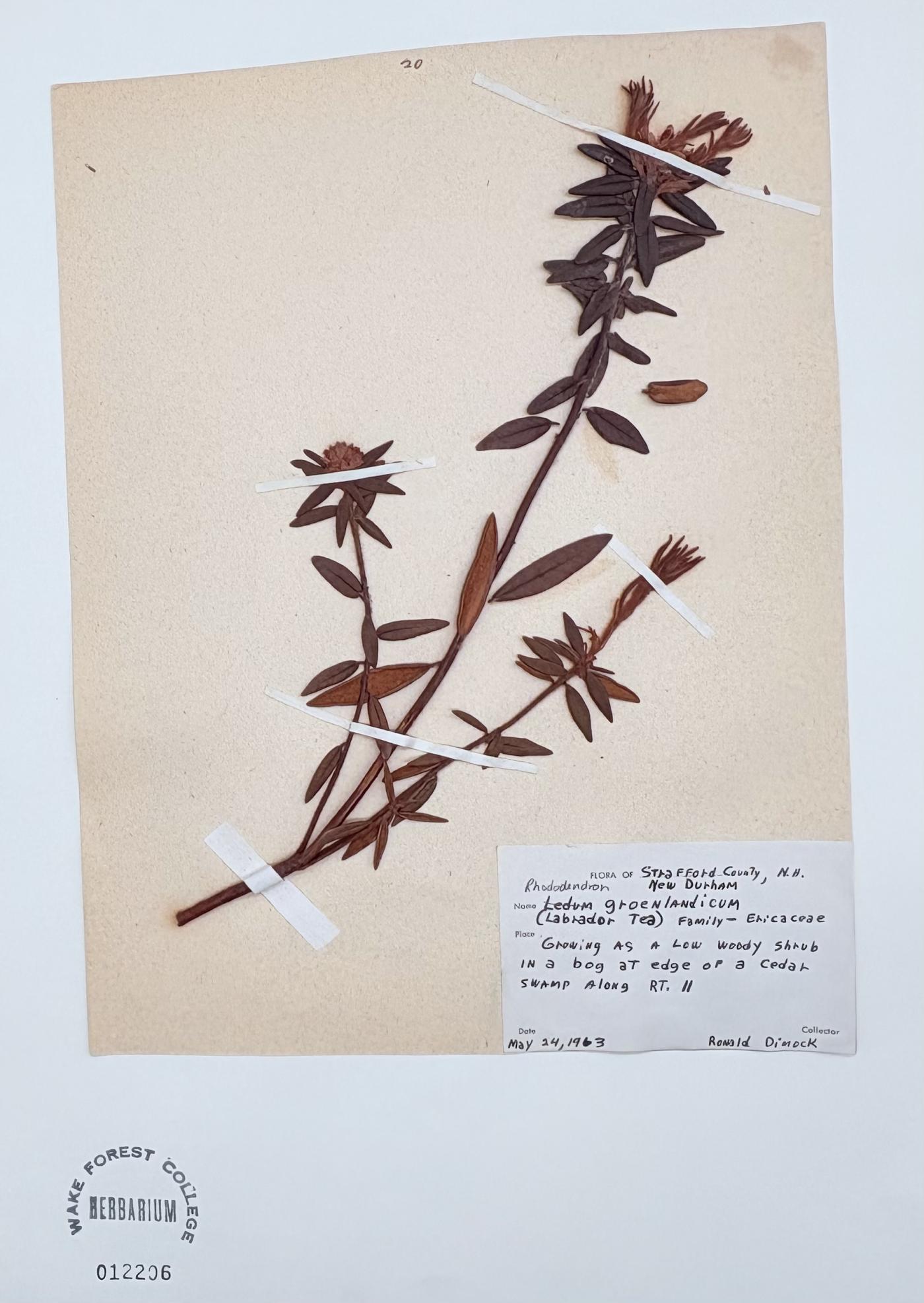 Rhododendron groenlandicum image