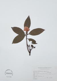 Rhododendron minus image