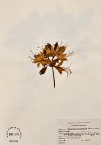 Rhododendron calendulaceum image