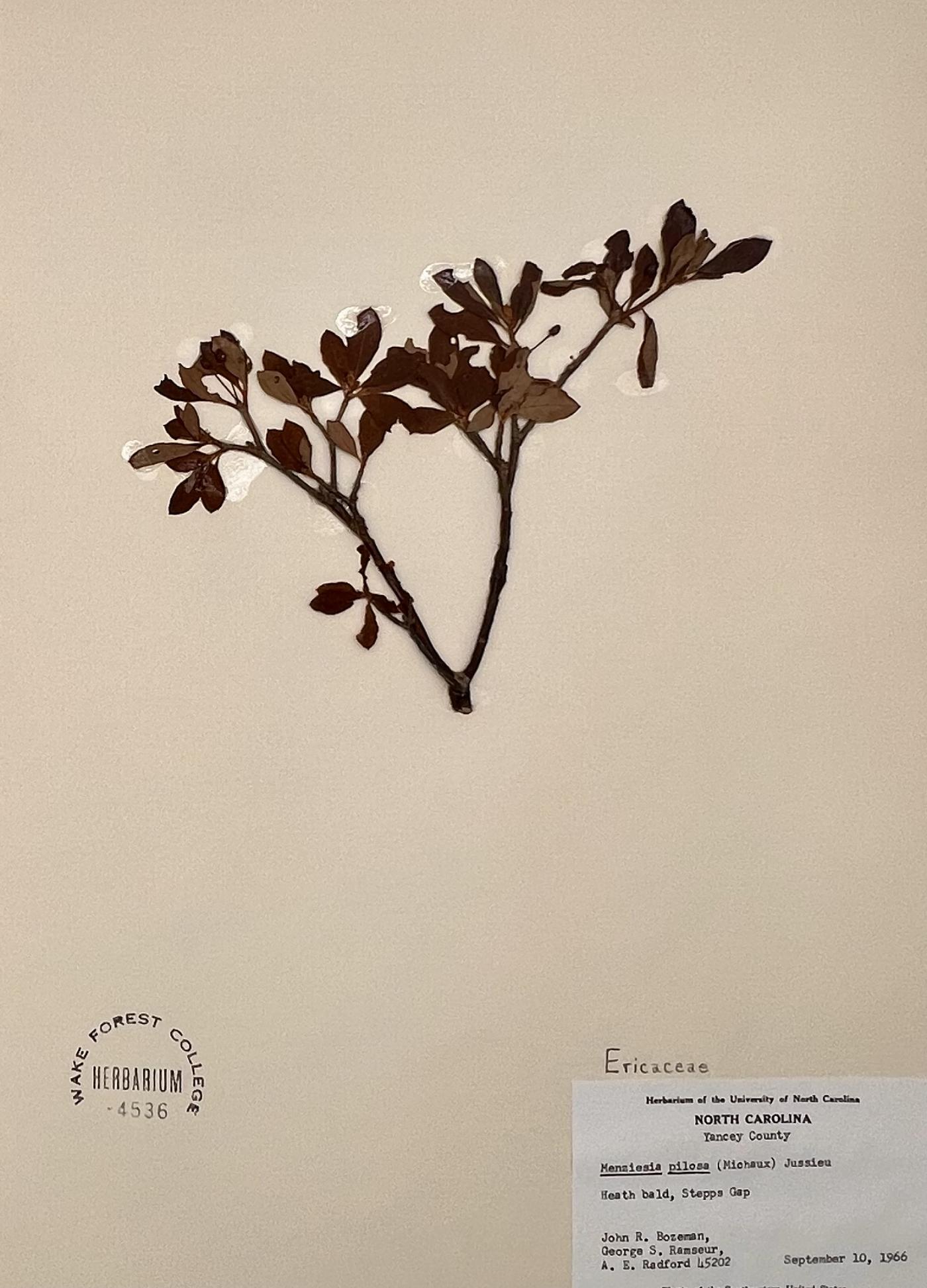 Rhododendron pilosum image