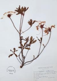 Rhododendron nudiflorum image