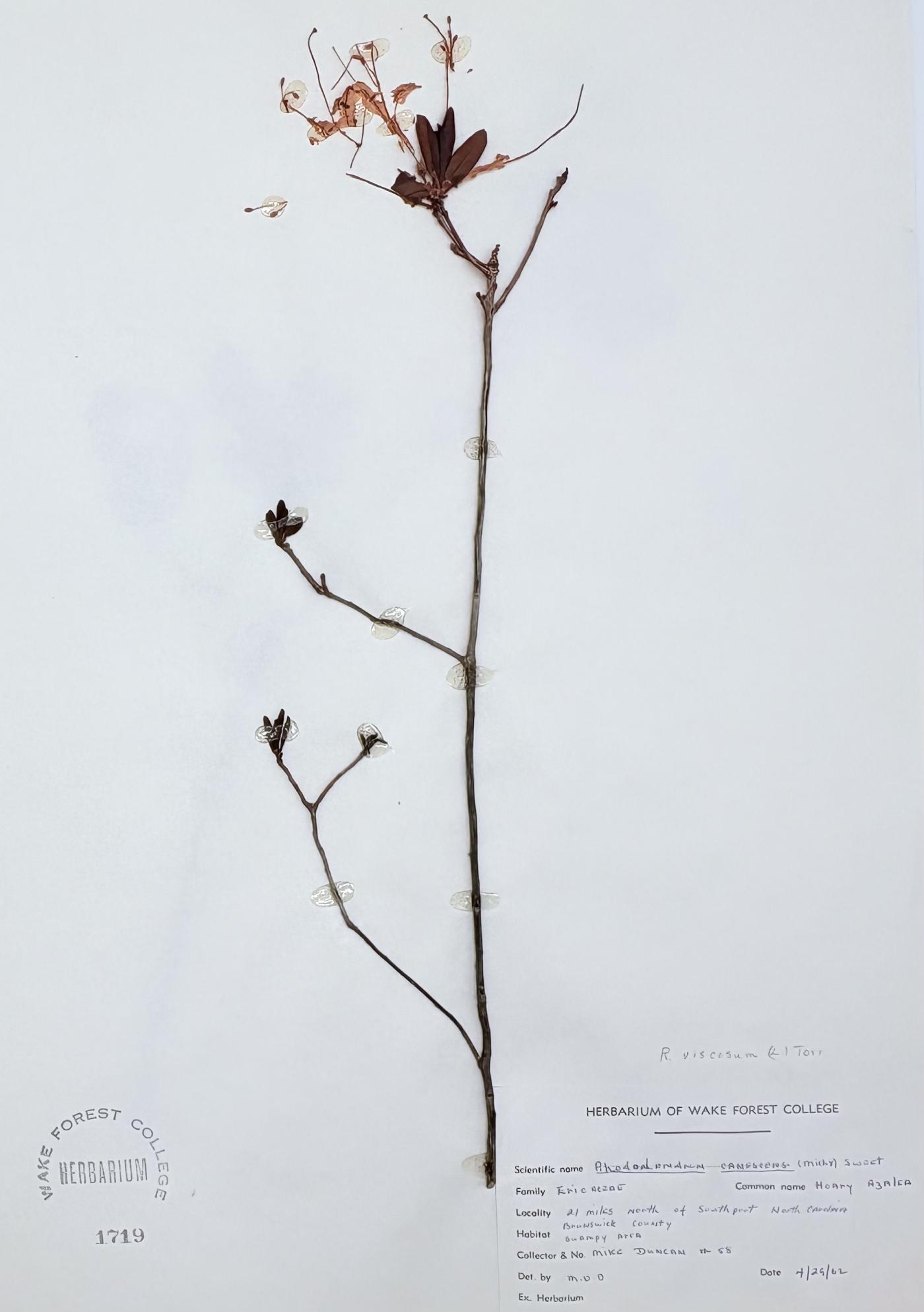 Rhododendron canescens image