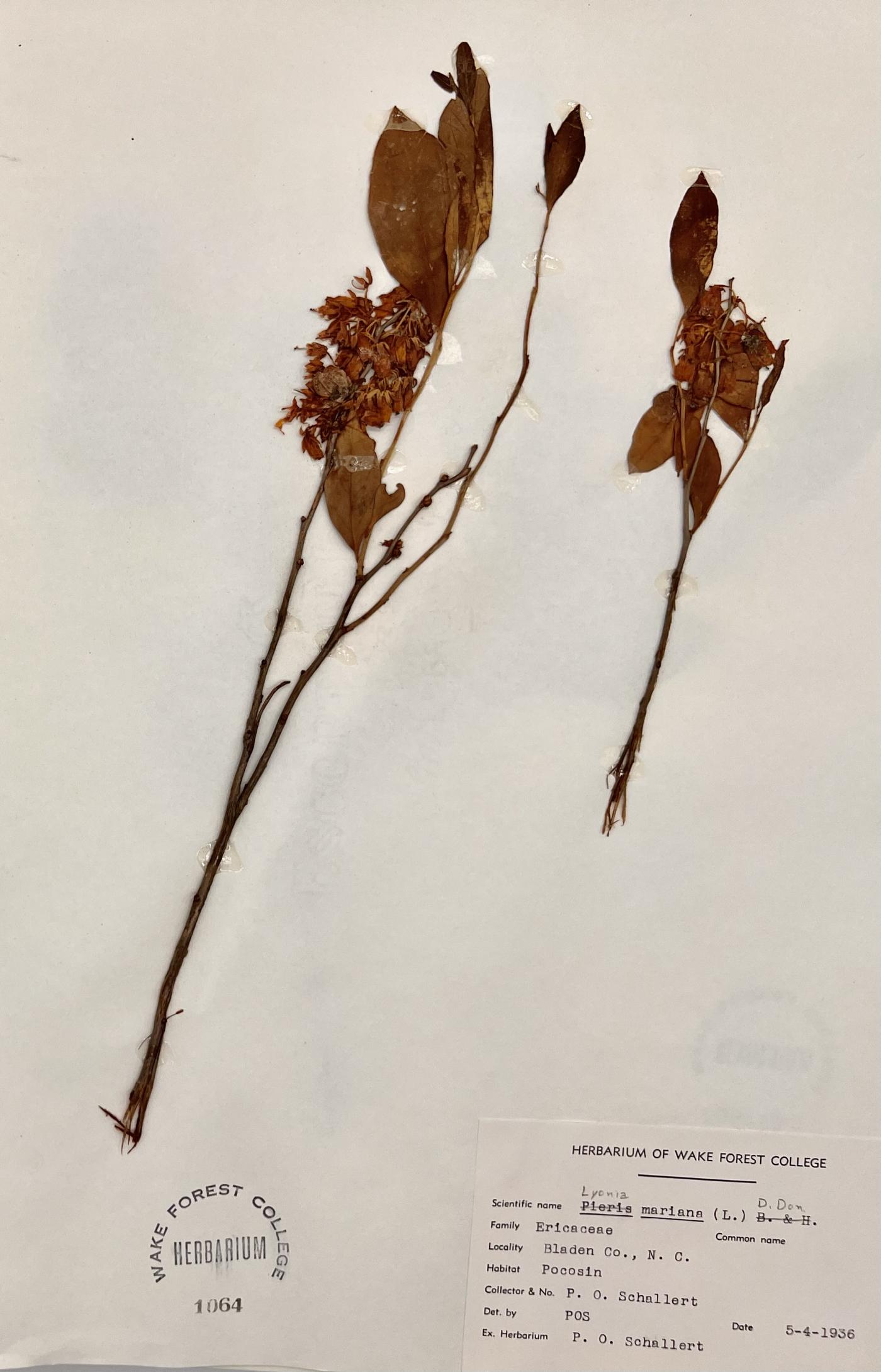 Lyonia mariana image
