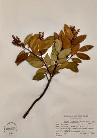 Pieris floribunda image
