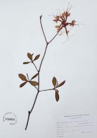 Rhododendron nudiflorum image