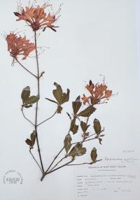 Rhododendron nudiflorum image