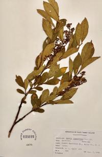 Lyonia ligustrina image