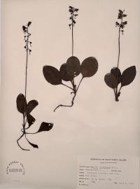 Pyrola elliptica image