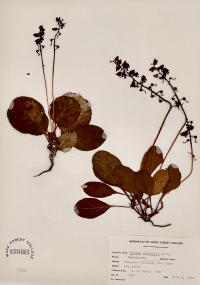 Pyrola elliptica image