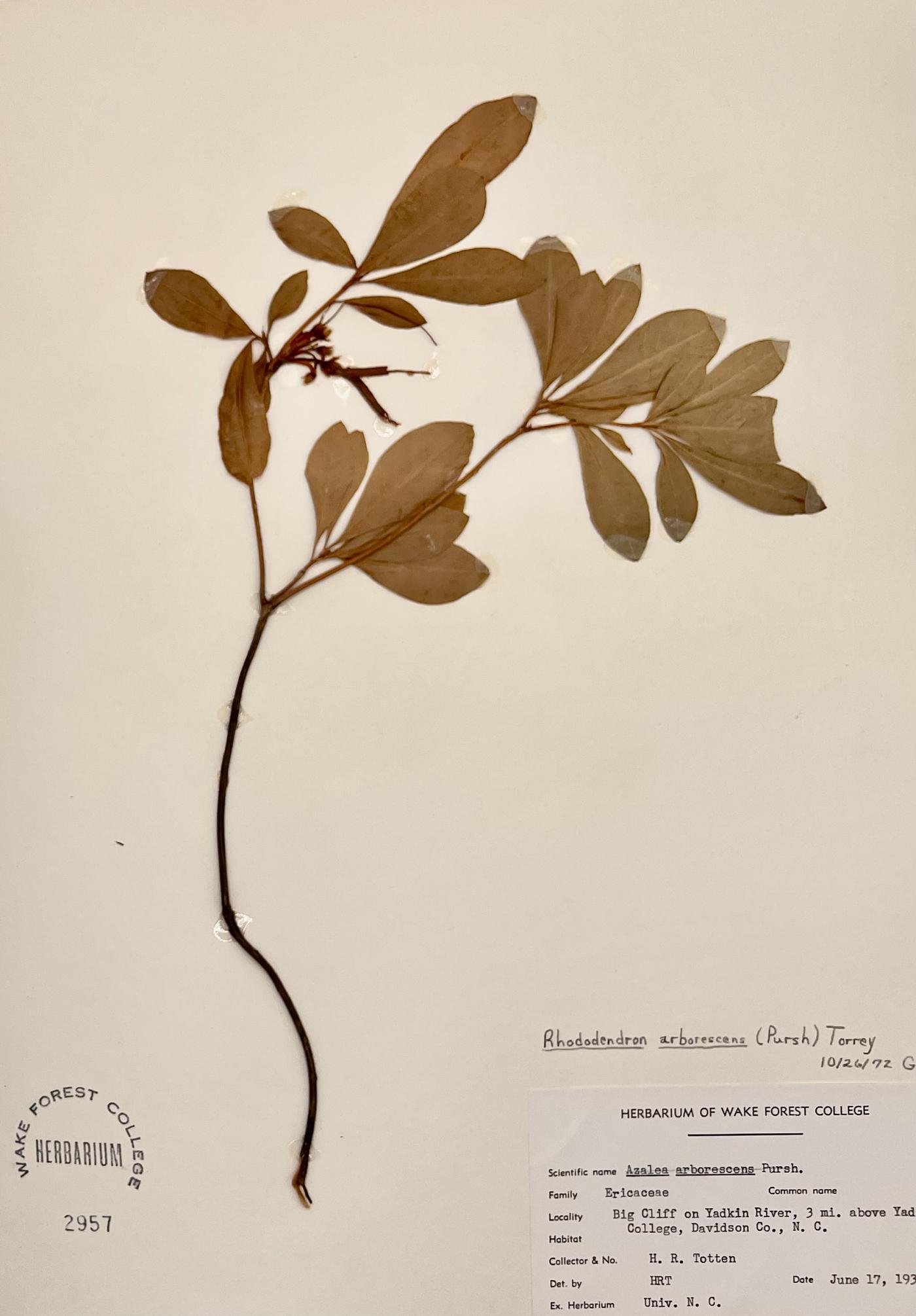 Rhododendron arborescens image