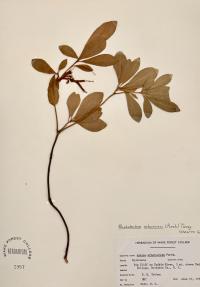 Rhododendron arborescens image