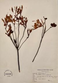 Rhododendron atlanticum image