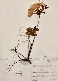 Rhododendron atlanticum image