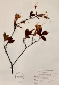 Rhododendron atlanticum image