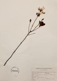 Rhododendron atlanticum image