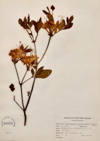 Rhododendron calendulaceum image