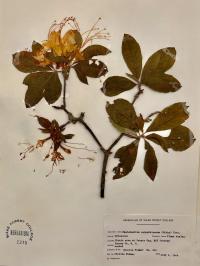 Rhododendron calendulaceum image