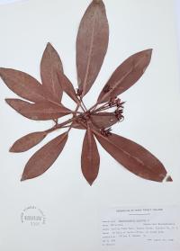 Rhododendron maximum image