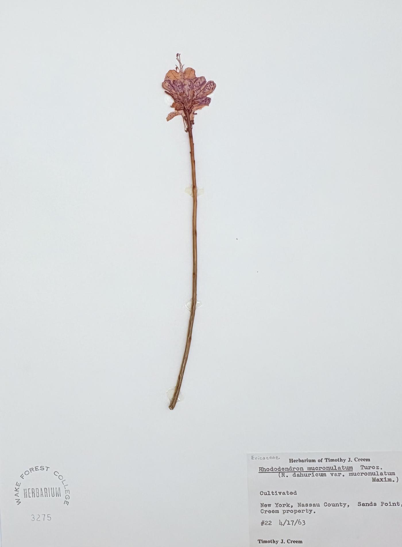 Rhododendron mucronulatum image